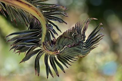 Close-up of pine tree leaves