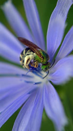 Close-up of insect on purple flower