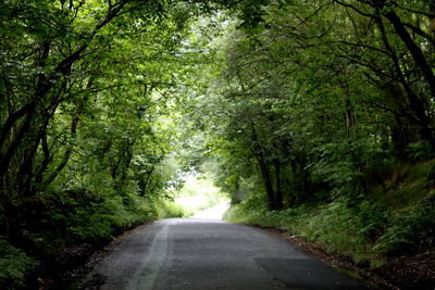 Empty road along trees