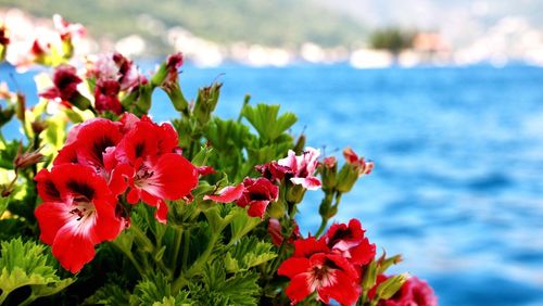 Close-up of red flowers blooming outdoors