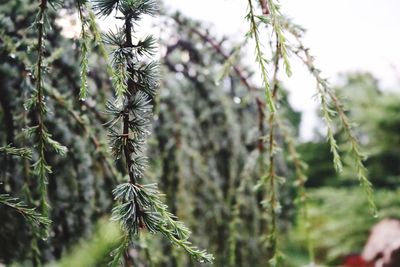 Close-up of fresh plant