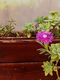 Close-up of potted plant