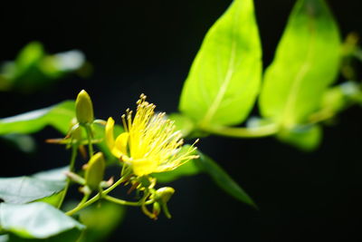 Close-up of yellow flowering plant against black background