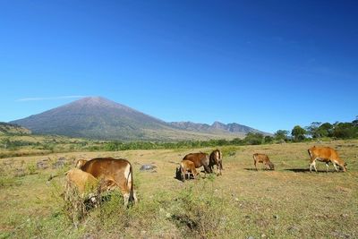 Horses grazing on field