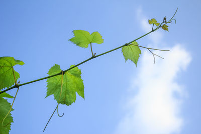 Low angle view of plant against blue sky