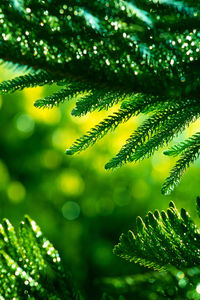 Close-up of leaves on tree