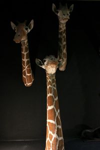 Close-up of giraffe