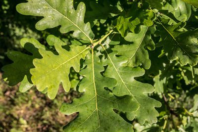 High angle view of leaves on field