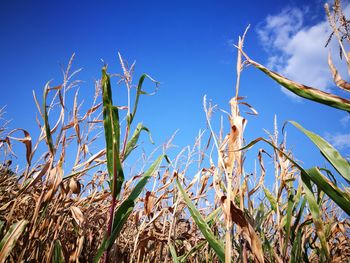 Close-up of stalks in field against blue sky