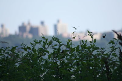 Close-up of plant against blurred background