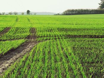 Scenic view of agricultural field against sky