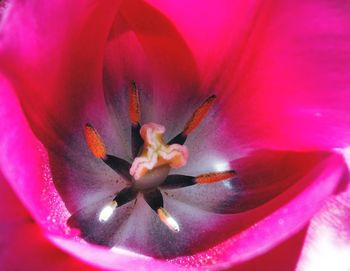 Macro shot of pink flower