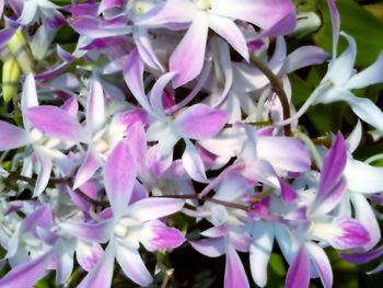Close-up of pink flowers