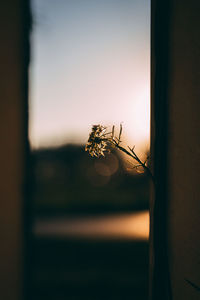 Close-up of silhouette flowering plant against sky during sunset