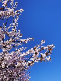 Low angle view of cherry blossom against blue sky