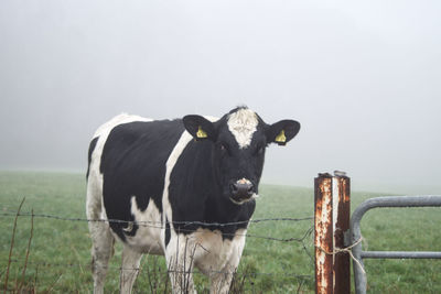 The cow at the fence