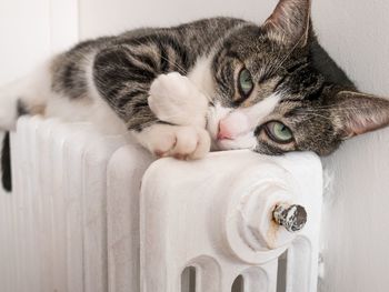 Close-up portrait of a cat resting