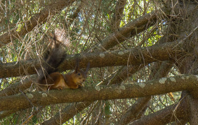 Portrait of squirrel on tree in forest