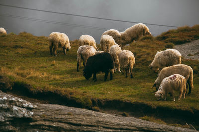 Flock of sheep grazing in field