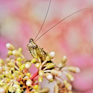 Close-up of insect on pink flower