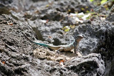 Blue whiptail lizard of bonaire on lava stones