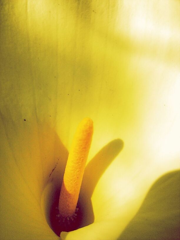 petal, flower, freshness, fragility, yellow, flower head, beauty in nature, single flower, growth, close-up, nature, full frame, stamen, backgrounds, extreme close-up, pollen, macro, plant, selective focus, blooming