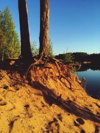 Scenic view of trees against clear sky