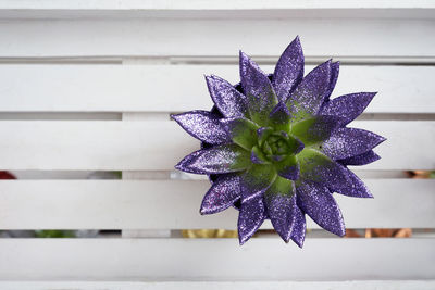 Close-up of purple flowering plant