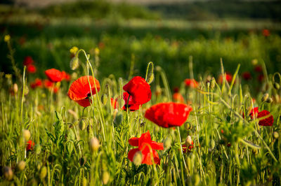 Close-up of red poppy flowers in field
