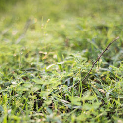 Full frame shot of grass on field