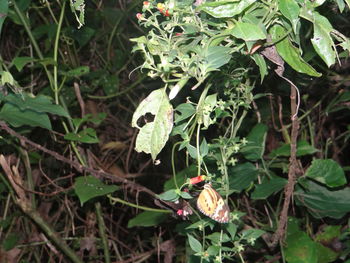 Close-up of plant