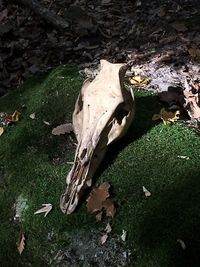 High angle view of animal skull on field