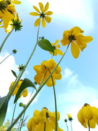 Low angle view of yellow flowers blooming against sky