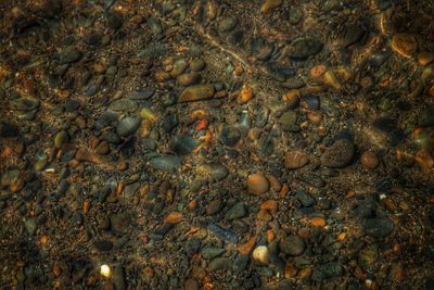 High angle view of turtle in sea