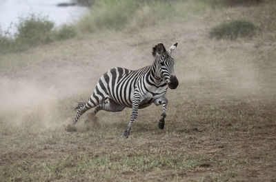 Zebra standing on field