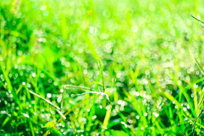 Full frame shot of wet grass