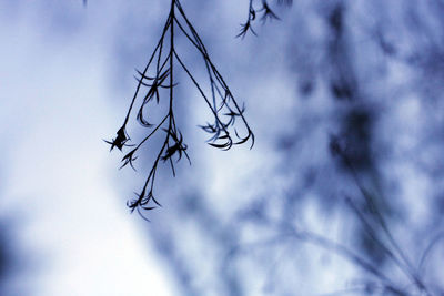 Low angle view of bare tree against sky