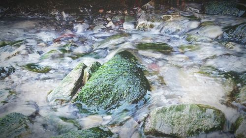 Plants growing on rocks