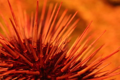 Close-up of sea urchin