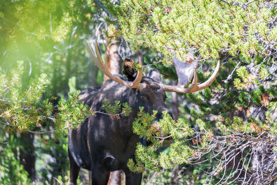 Moose in forest