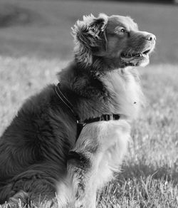 Dog looking away on field