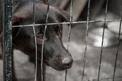 Dog in animal shelter waiting for adoption. portrait of red homeless dog in animal shelter cage.