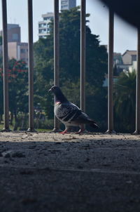 Close-up of a bird looking away