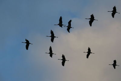 Low angle view of silhouette birds flying