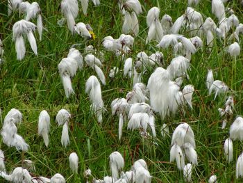 White flowers in a field