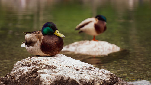 Duck swimming in lake