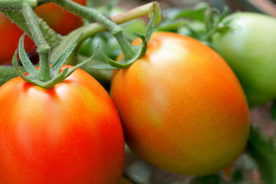 Close-up of tomatoes growing on plant