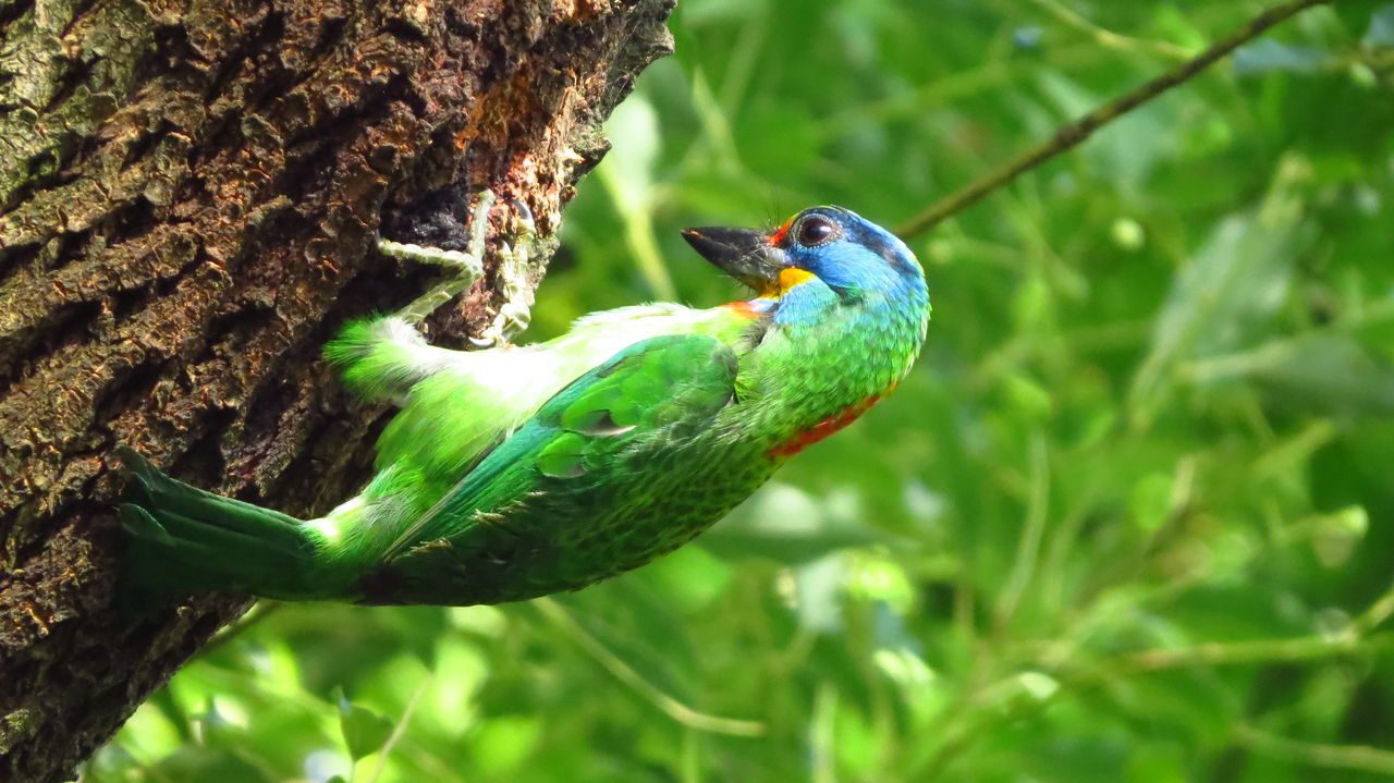 CLOSE-UP OF BIRD PERCHING ON A TREE