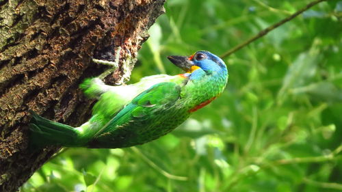 Close-up of bird perching on tree