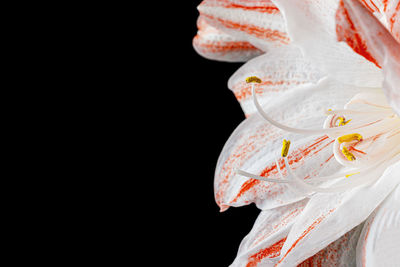 Red and white amaryllis flower on a black background